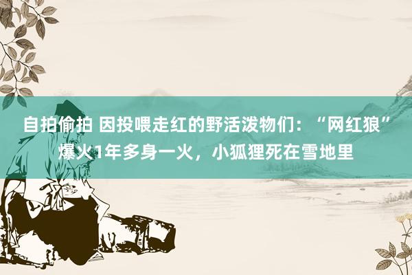 自拍偷拍 因投喂走红的野活泼物们：“网红狼”爆火1年多身一火，小狐狸死在雪地里